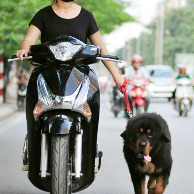Dắt thú cưng chạy theo xe máy có bị phạt?