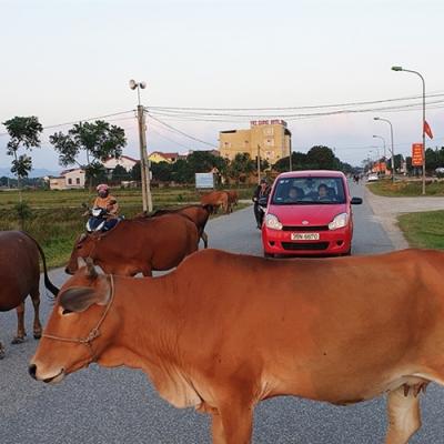 Trâu, bò thả rông gây tai nạn giao thông: Ai chịu trách nhiệm?