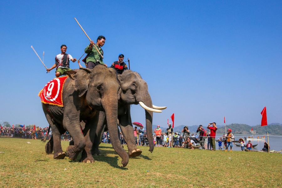 Đặc sắc lễ hội đua voi Buôn Đôn tại Buôn Ma Thuột thu hút người xem 