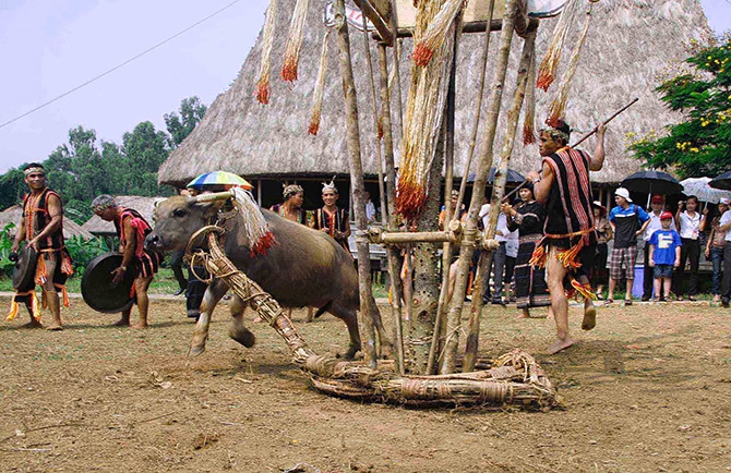 Tìm hiểu về lễ hội đâm trâu ở Tây Nguyên vô cùng đặc sắc và độc đáo