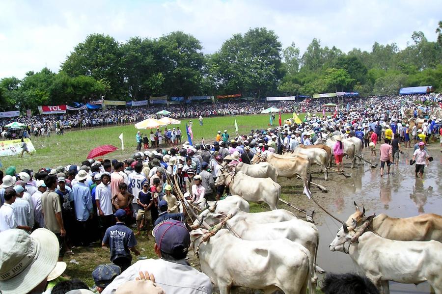 Sôi nổi lễ hội đua bò Bảy Núi ở An Giang